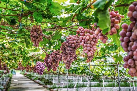 种植葡萄什么时候是最佳季节