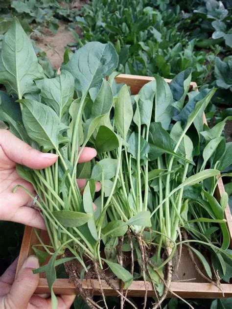 种菠菜籽几天能出苗