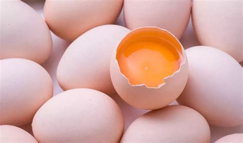 种蛋和商品蛋的区别