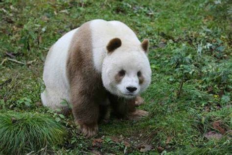 秦岭发现一只棕色熊猫幼崽