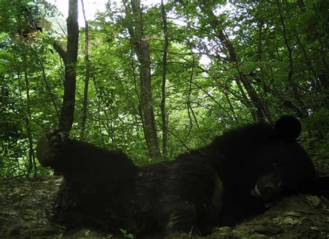 秦岭拍到3只野生黑熊官方