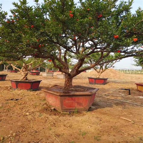 突尼斯石榴树栽种方法