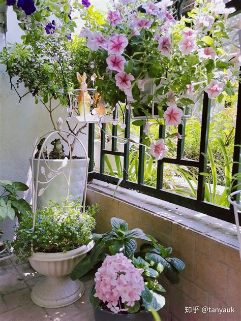 窄阳台可以种什么花