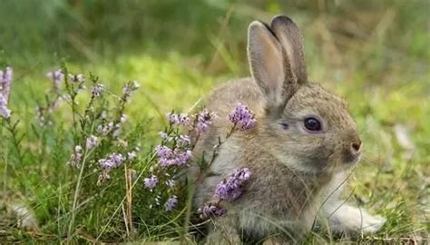 窝边草吃兔