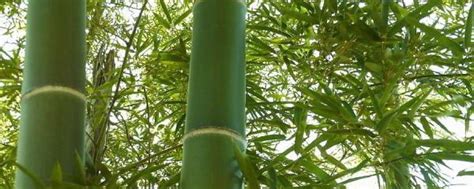 竹子养殖要注意什么