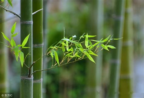 竹子种植方法及步骤