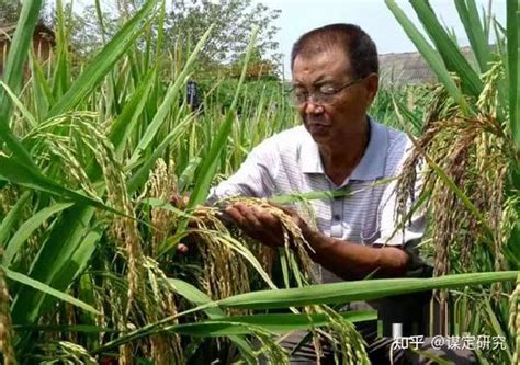 第一名高产稻种