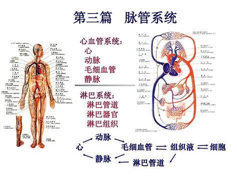 系统解剖学脉管系统
