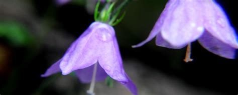 紫色风铃草的花语