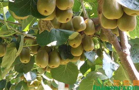 红心猕猴桃的种植技术与栽培技术
