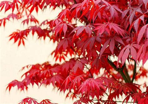 红枫树几月种植最好