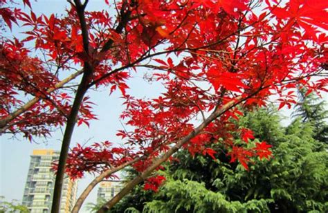 红枫树种植方法和技巧