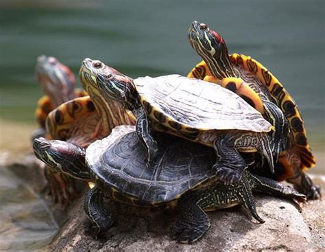 红海龟是什么龟