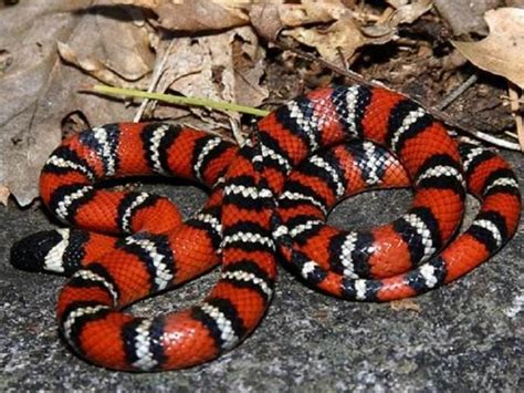 红色蛇是什么蛇