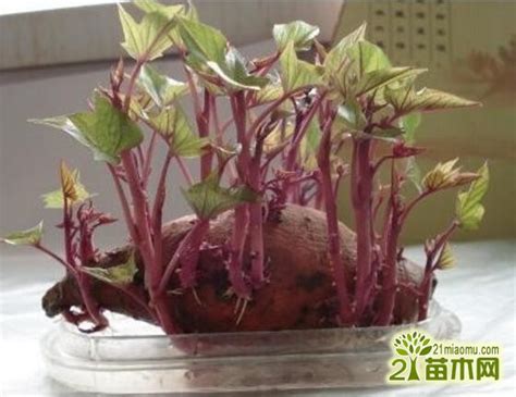 红薯具体怎么种植