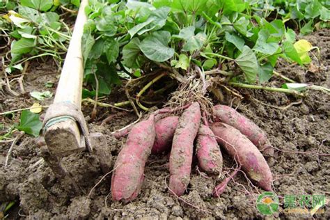 红薯如何大量种植
