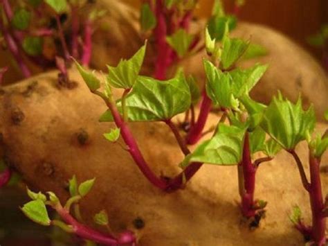 红薯的种植方法和过程