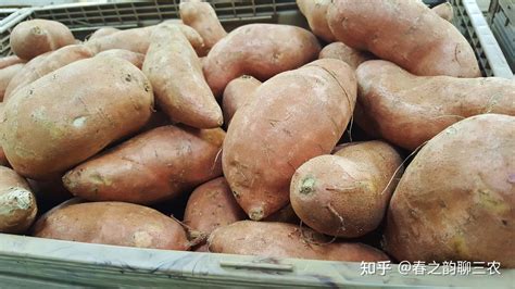 红薯种植方法你知道吗