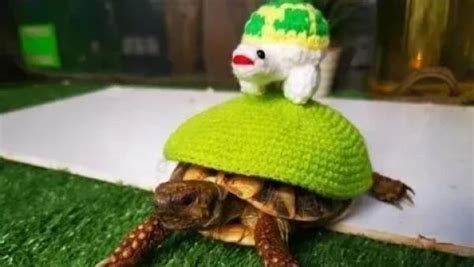 给小乌龟穿衣服