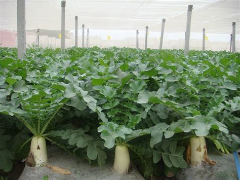 绿萝卜的种植方法步骤