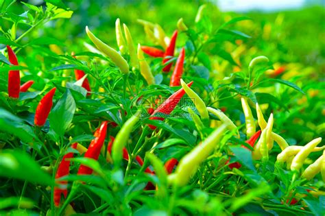 绿辣椒的种植