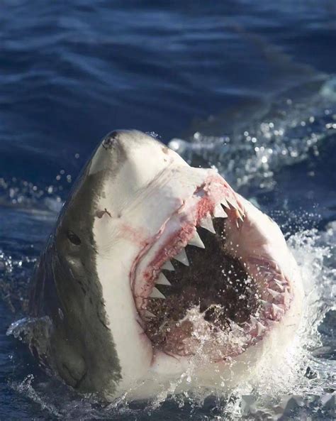 网红烹食大白鲨后续判几年