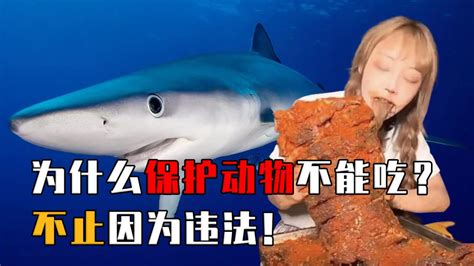 网红疑似吃大白鲨事件看法