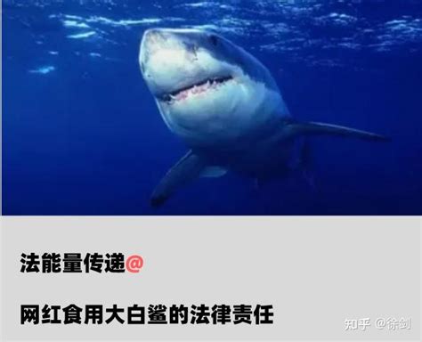 网红食用大白鲨要判几年