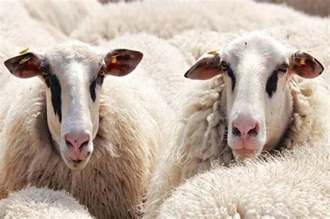 羊和狗能成为朋友吗