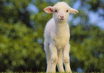 羊宝宝起名的原则