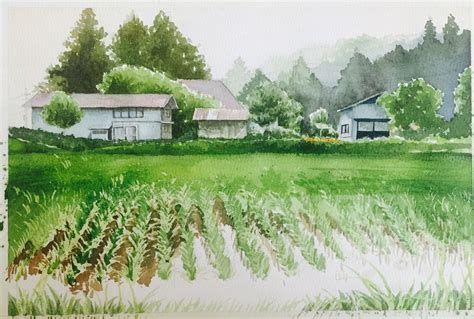 美丽的稻田图画用4k纸画5年级