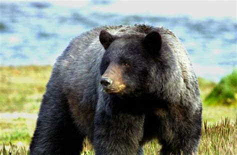 美国最大的黑熊
