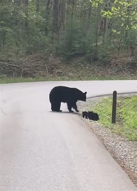 美国黑熊在过马路