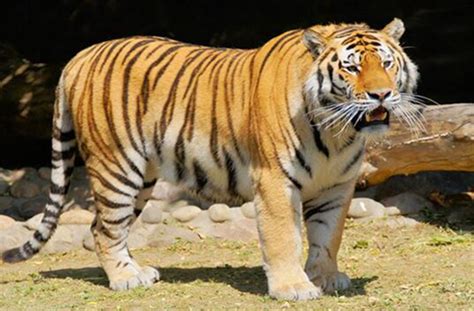 老虎有什么弱点最怕什么动物