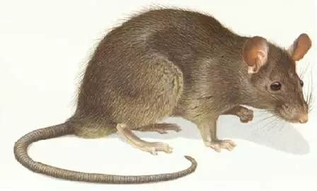 老鼠品种图片及介绍大全