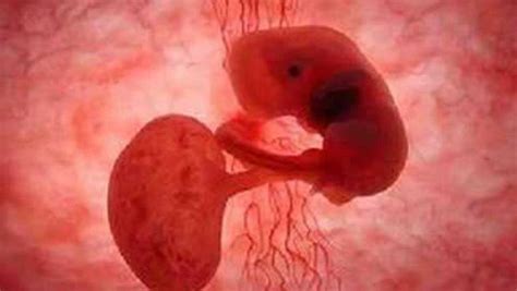 胚胎三周有多大了