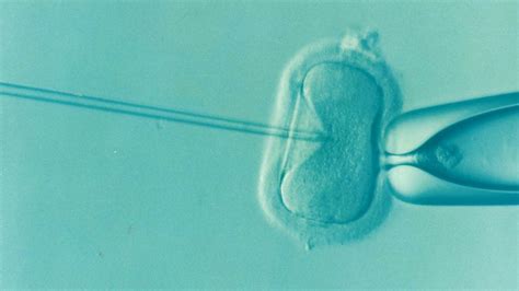 胚胎个数多久能确定