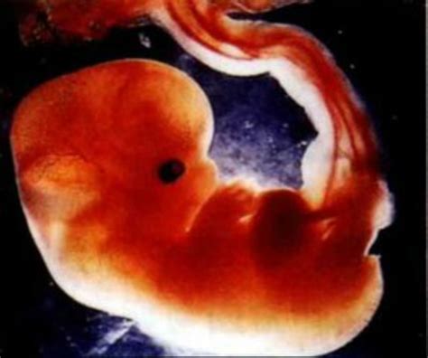 胚胎什么时候有生命