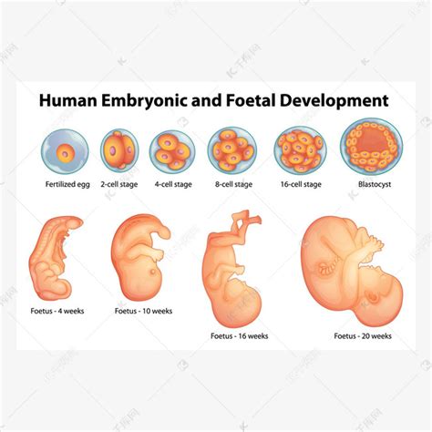 胚胎发育多久有生命迹象