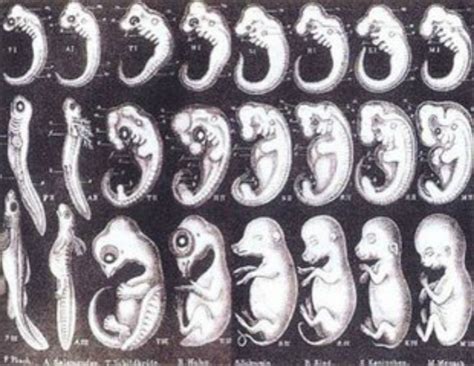 胚胎四周有多大