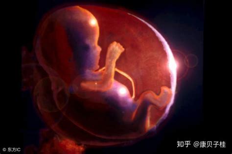 胚胎能在肚子里存活多久