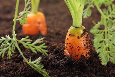 胡萝卜可以直接栽在土里吗