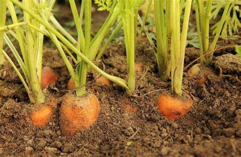 胡萝卜种植技术与方法