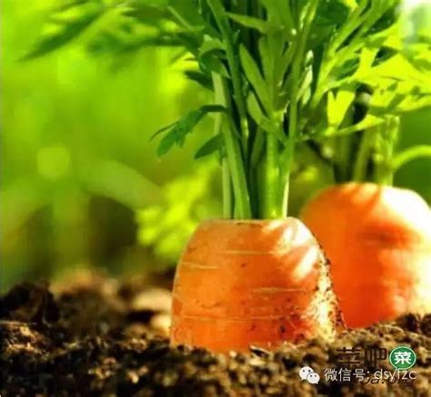 胡萝卜种植方法图示