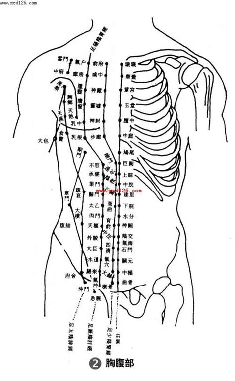 胸腹部经络图和作用