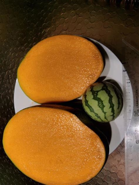 芒果和西瓜可以一起吃吗
