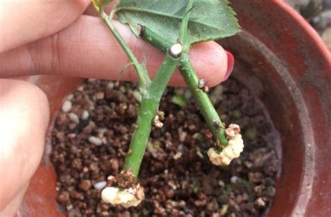 花椒扦插繁殖方法