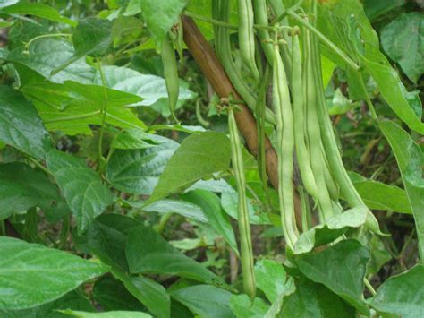 芸豆的种植技巧