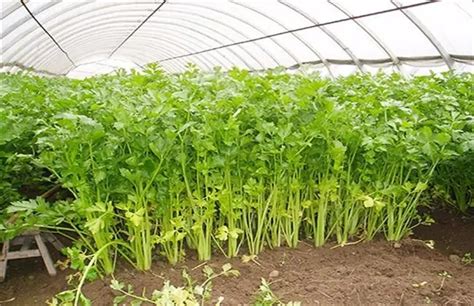 芹菜的栽培需要什么肥料