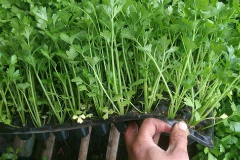 芹菜种植技术和管理
